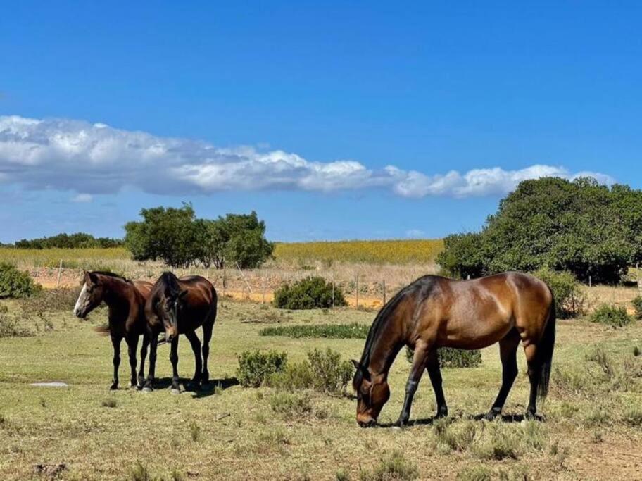Owl Cottage - Living The Breede Malgas Экстерьер фото